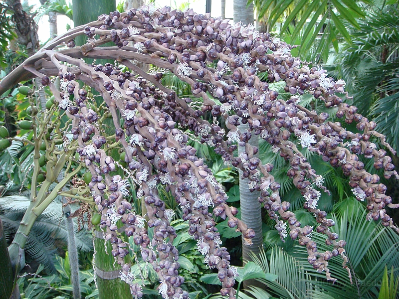 322 Longwood Gardens [2008 August 23].JPG - Longwood Gardens in Pennsylvania